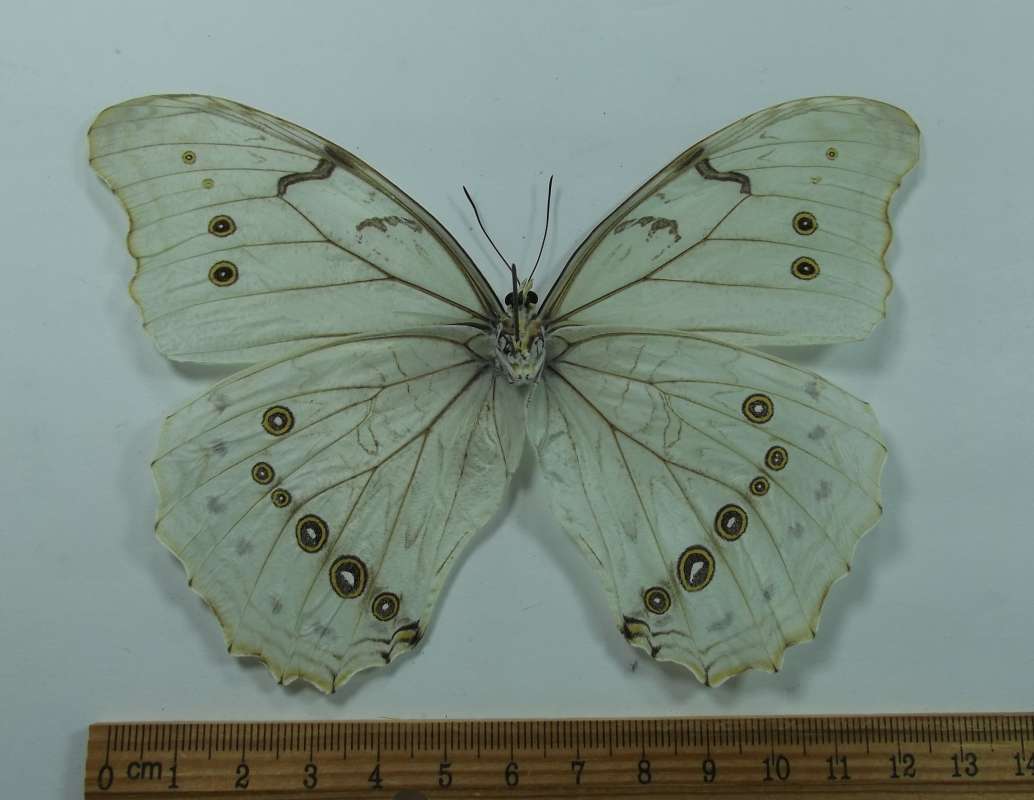 Female - Ventral View<br>(Origin of the Specimen: Honduras, July 2003)