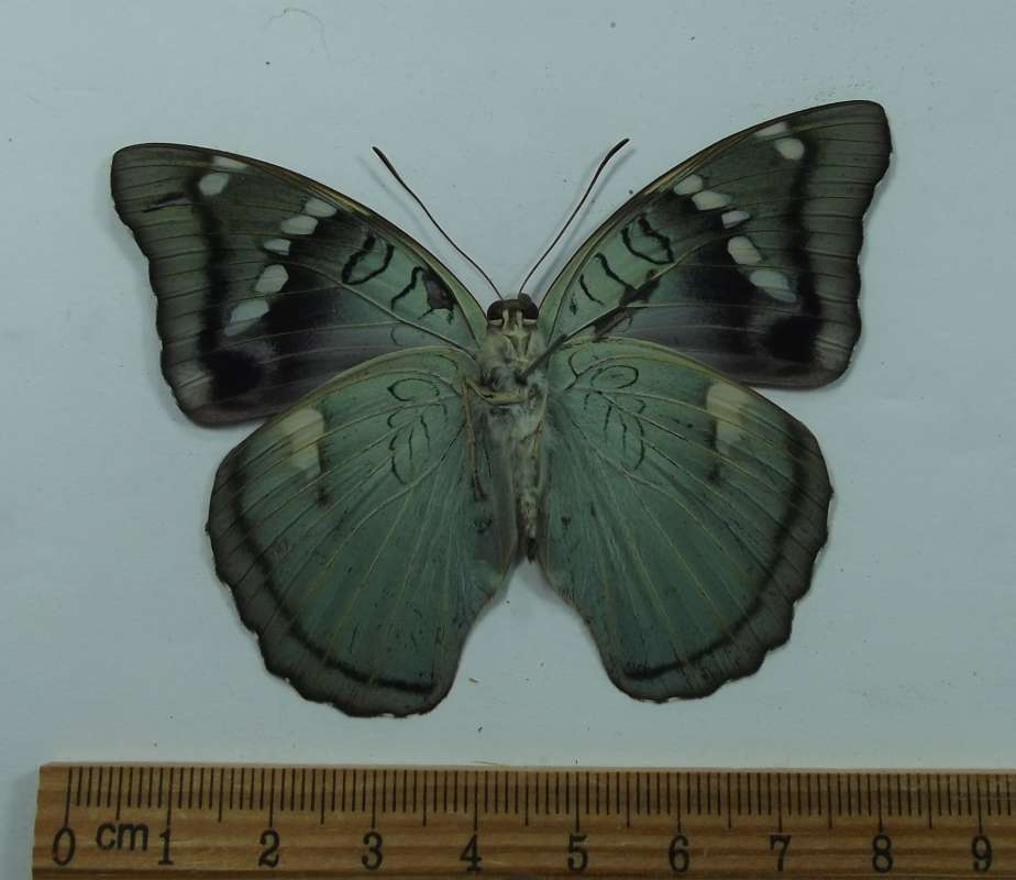 Female - Ventral View<br>(Origin of the Specimen: Laos, July 2009)