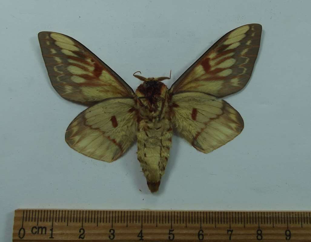 Male - Ventral View<br>(Origin of the Specimen: Ecuador, Sept. 1999)