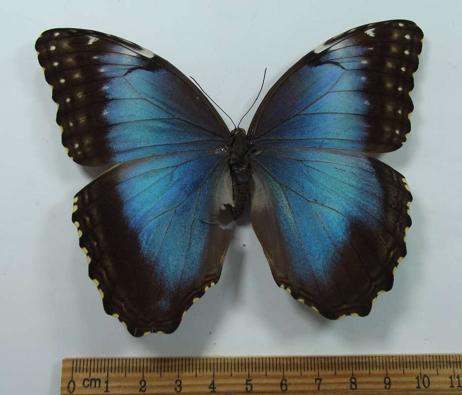Female - Dorsal View<br>(Origin of the Specimen: Golfeto, Costa Rica, Sept 2009)