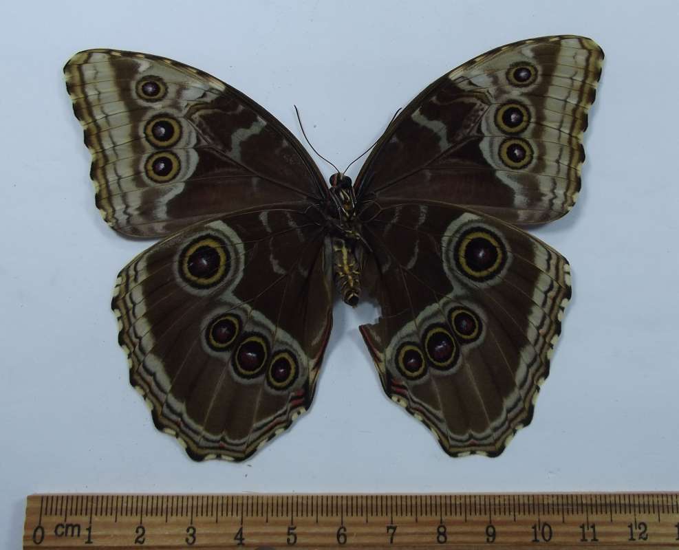 Female - Ventral View<br>(Origin of the Specimen: Golfeto, Costa Rica, Sept 2009)