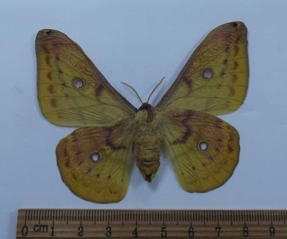 Female - Ventral View<br>(Origin of the Specimen: Sinaloa, NW Mexico, Sept 2001)