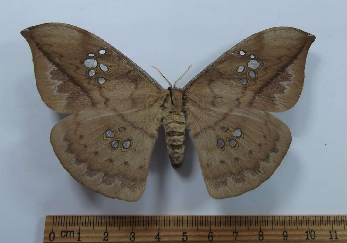 Female - Dorsal View<br>(Origin of the Specimen: Esmeraldes, Ecuador, Sept 2009)