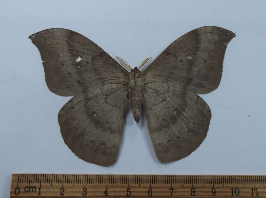 Ventral View - Brown Male<br>(Origin of the Specimen: Esmeraldes, Ecuador, Oct 2012)
