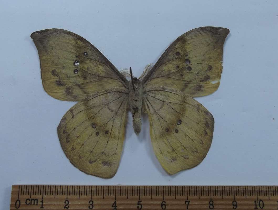 Ventral View - Yellow Male<br>(Origin of the Specimen: San Martin, Peru, April 2002)
