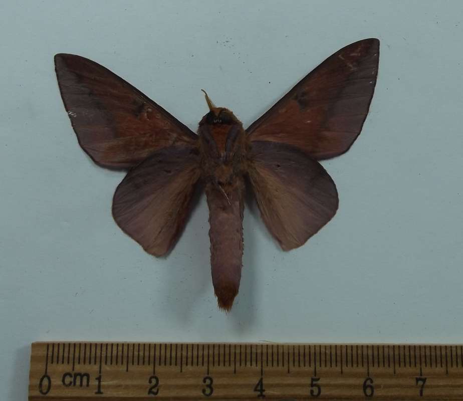 Male - Ventral View<br>(Origin of the Specimen: Esmeraldes, Ecuaodr, Sept 2016)