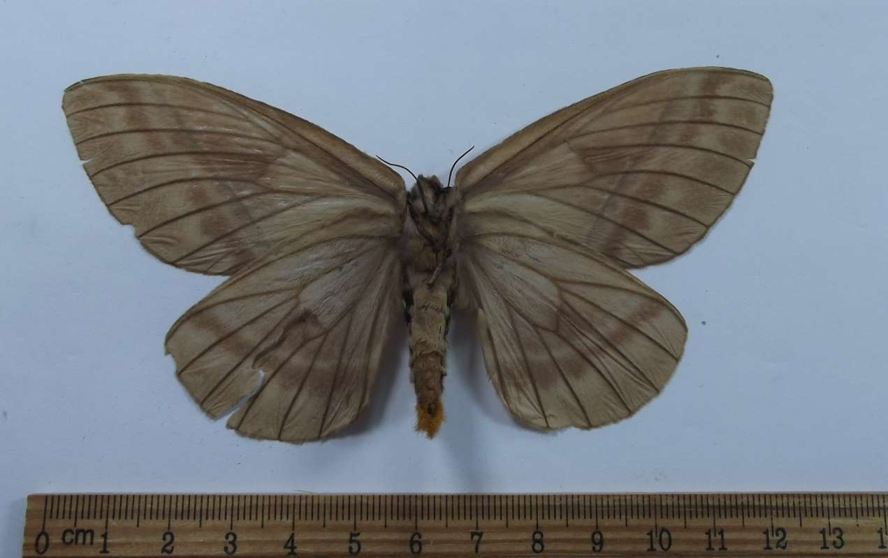 Female - Ventral View<br>(Origin of the Specimen: French Guayana, July 2012)