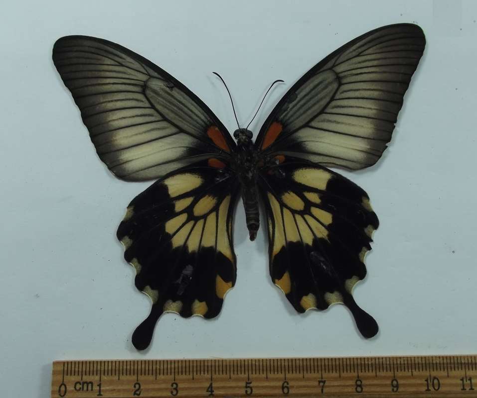 Female - Ventral View<br>(Origin of the Specimen: Minoro, WC Philippines, April 1998)