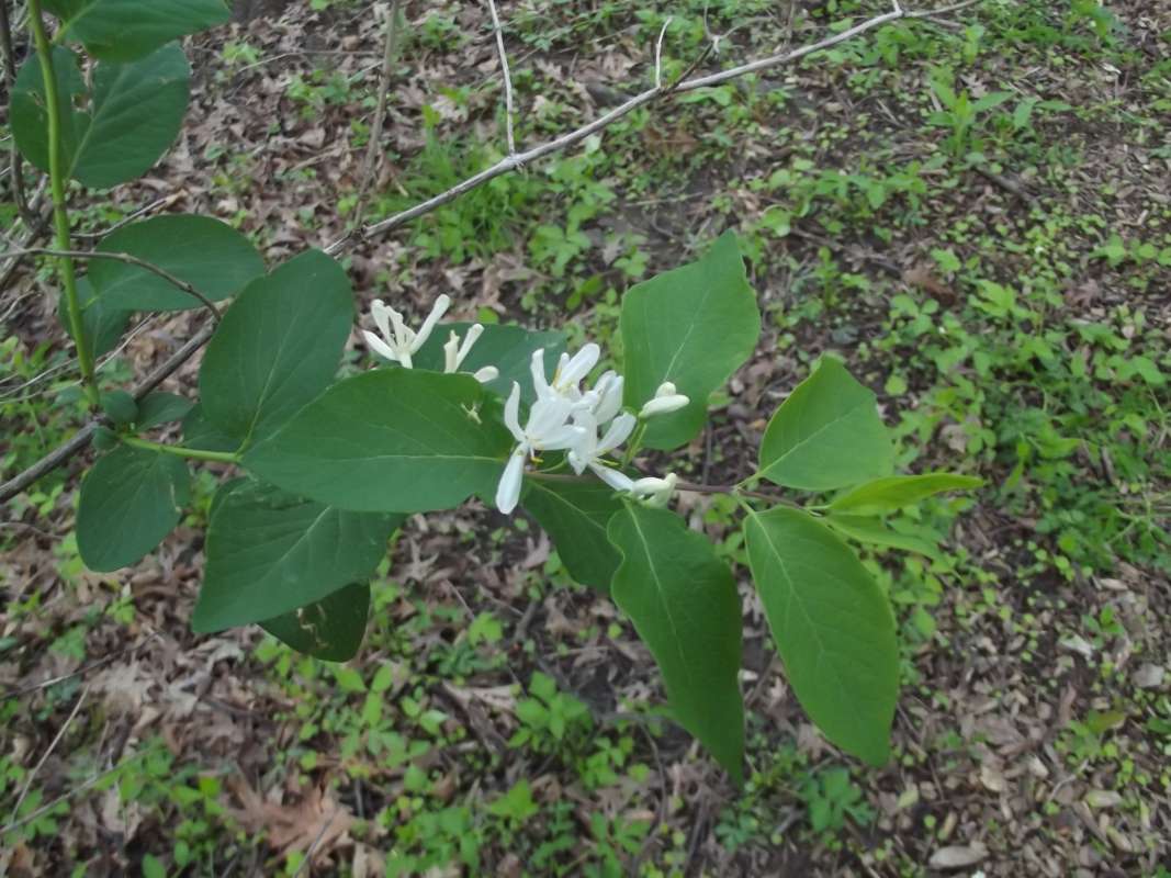 Flowers and Leaves, Top of Plant<br>(Location of Picture: McHenry, Il, USA, Late May 2016)