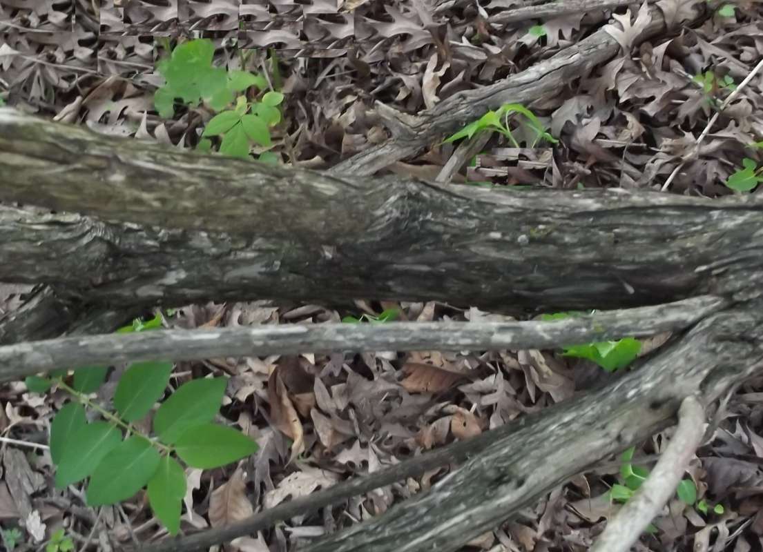 Sprawling Trunk<br>(Location of Picture: McHenry, Il, USA, Late May 2016)
