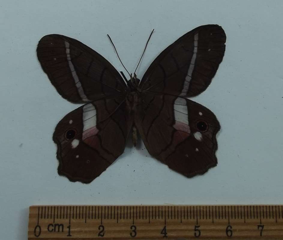Male - Ventral View<br>(Origin of the Specimen: Costa Rica, Sept 2009)