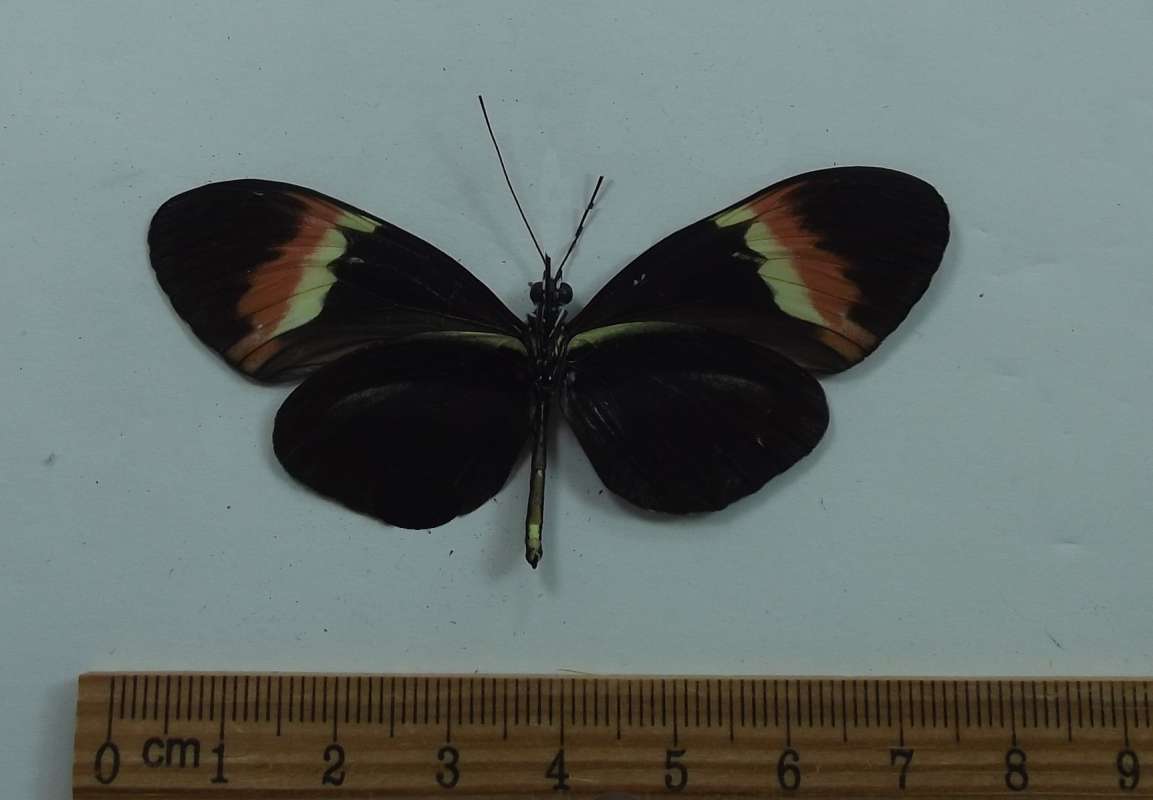 Male - Ventral View<br>(Origin of the Specimen: Panama, June 2002)