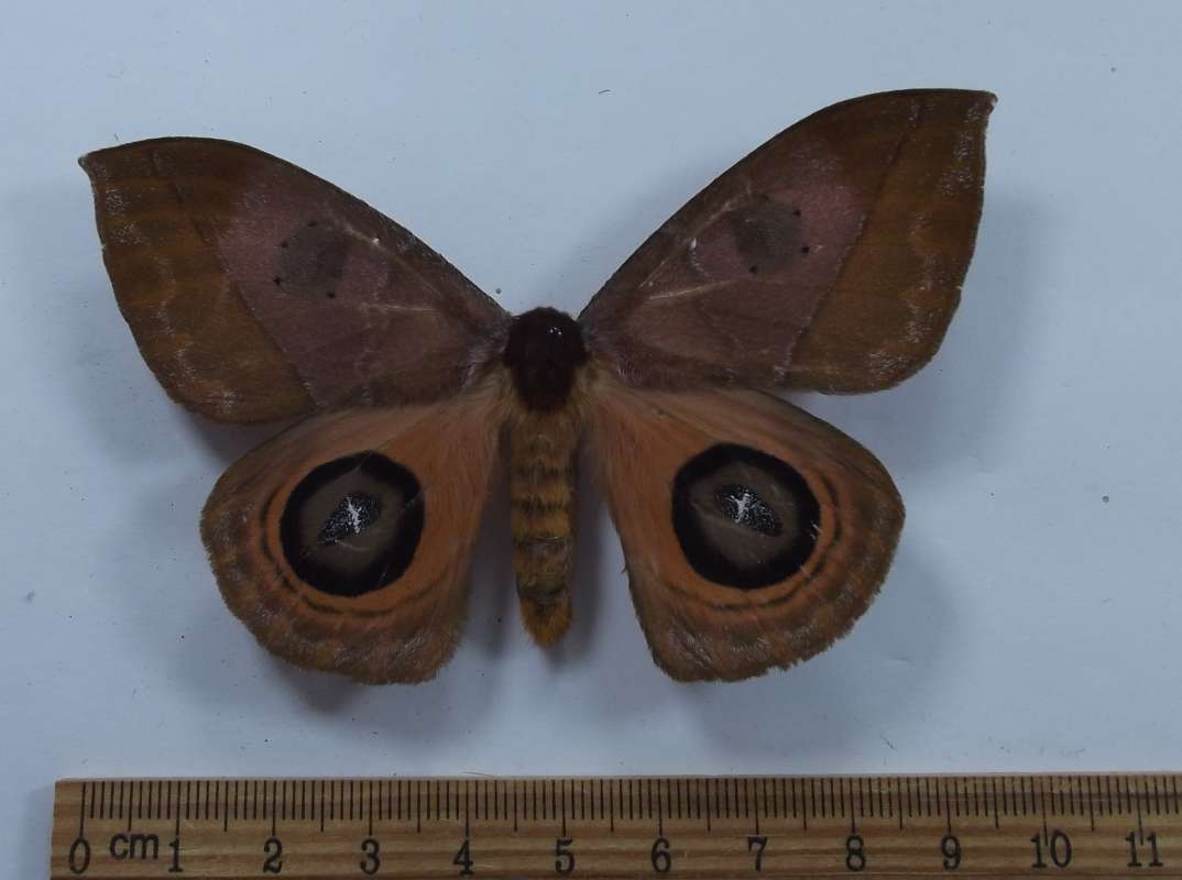 Female - Dorsal View<br>(Origin of the Specimen: Panama, April 2001)