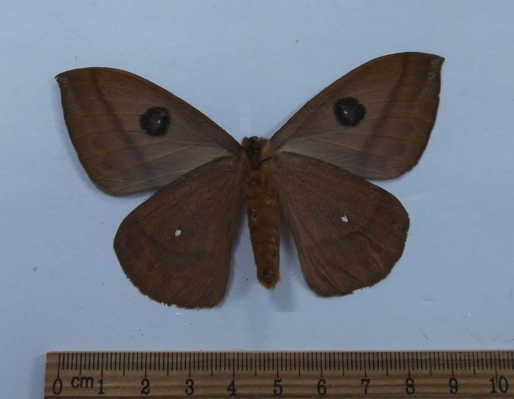 Female - Ventral View<br>(Origin of the Specimen: Panama, April 2001)