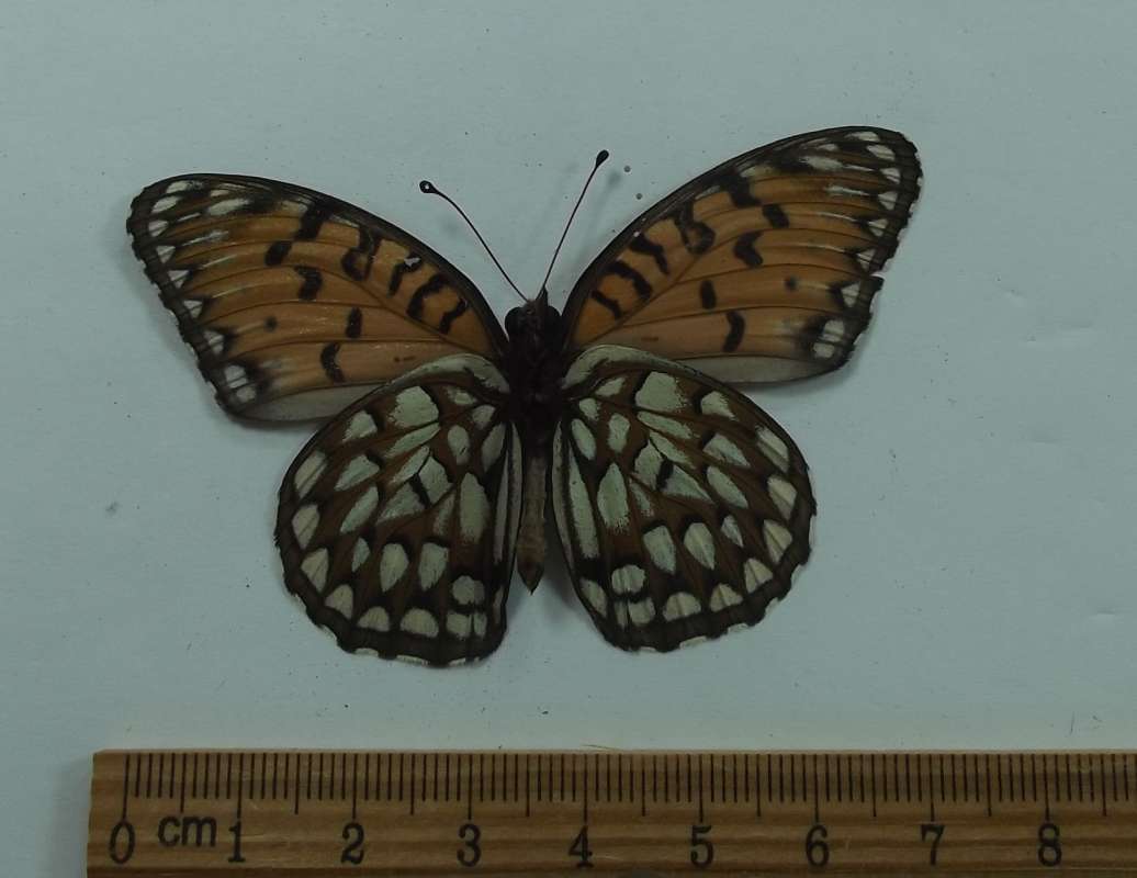 Male - Ventral View<br>(Origin of the Specimen: Sedwick Co, Ka, July 1978)