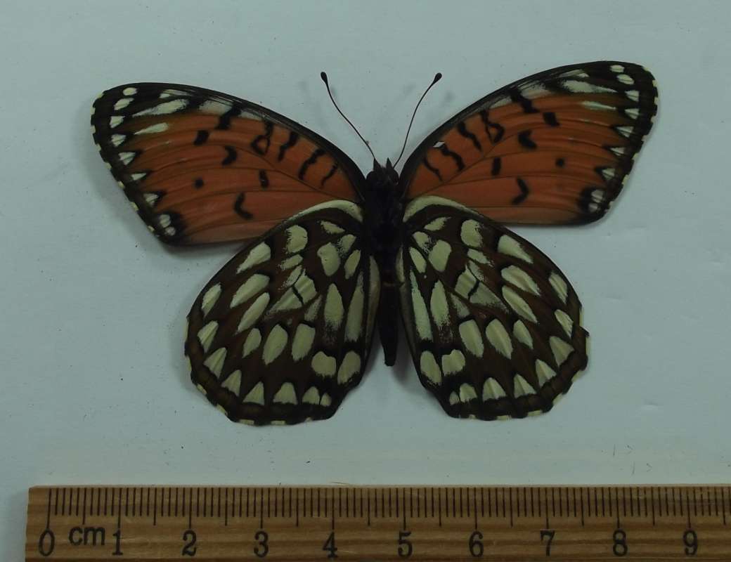 Female - Ventral View<br>(Origin of the Specimen: Sedwick Co, Ka, July 1978)