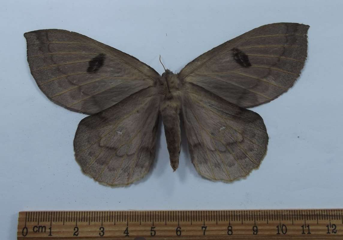 Female - Ventral View<br>(Origin of the Specimen: Esmeraldes, Ecuador, Oct. 2012)
