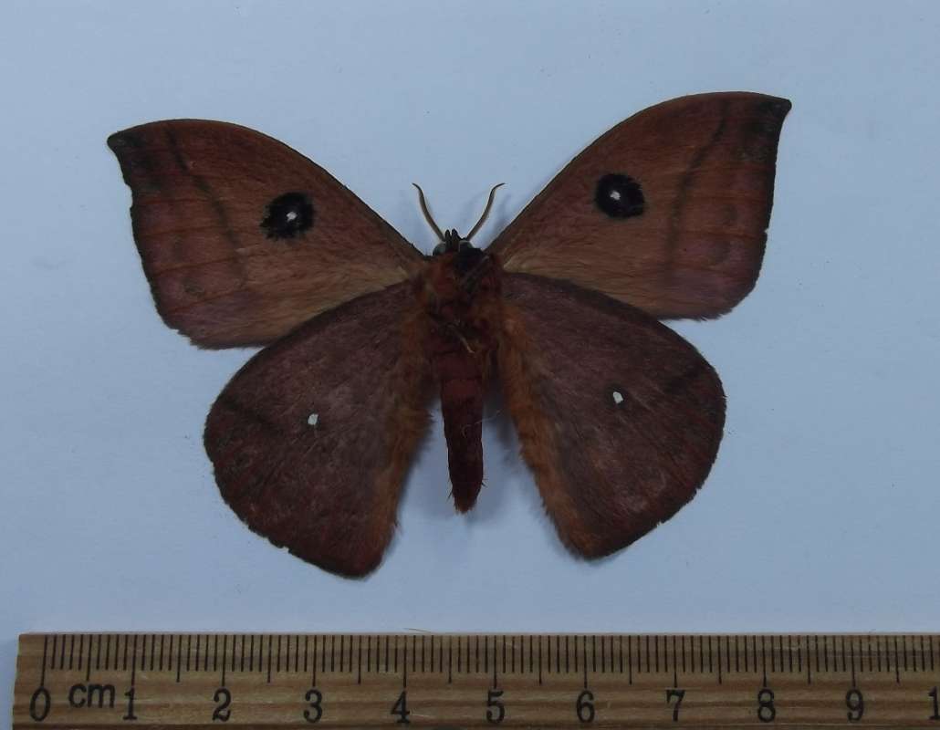 Male - Ventral View<br>(Origin of the Specimen: Bolivia, March 1999)