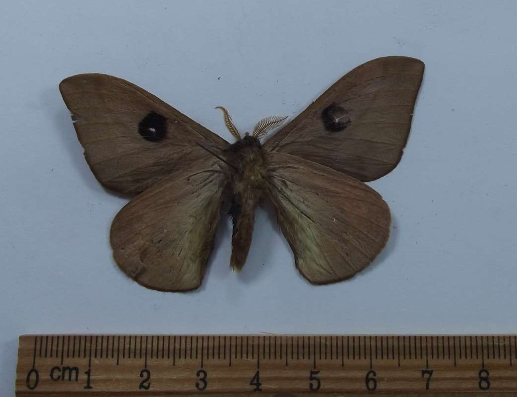 Male - Ventral View<br>(Origin of the Specimen: Esmealdes, Ecudaor, Oct. 2012)