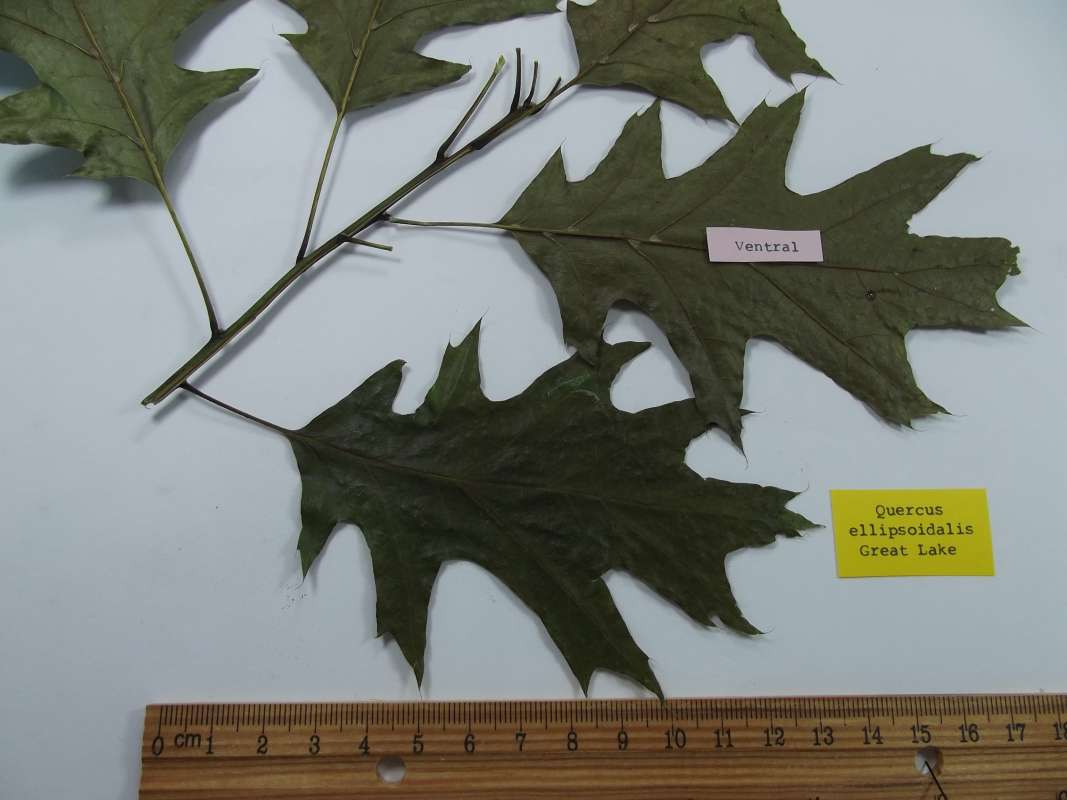 Leaves - Dorsal and Ventral<br>(Location of Picture: Rockford, Illinois, 2016)