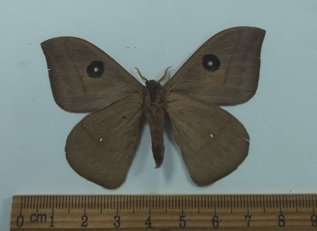 Male - Ventral View<br>(Origin of the Specimen: Obidos, Brazil)