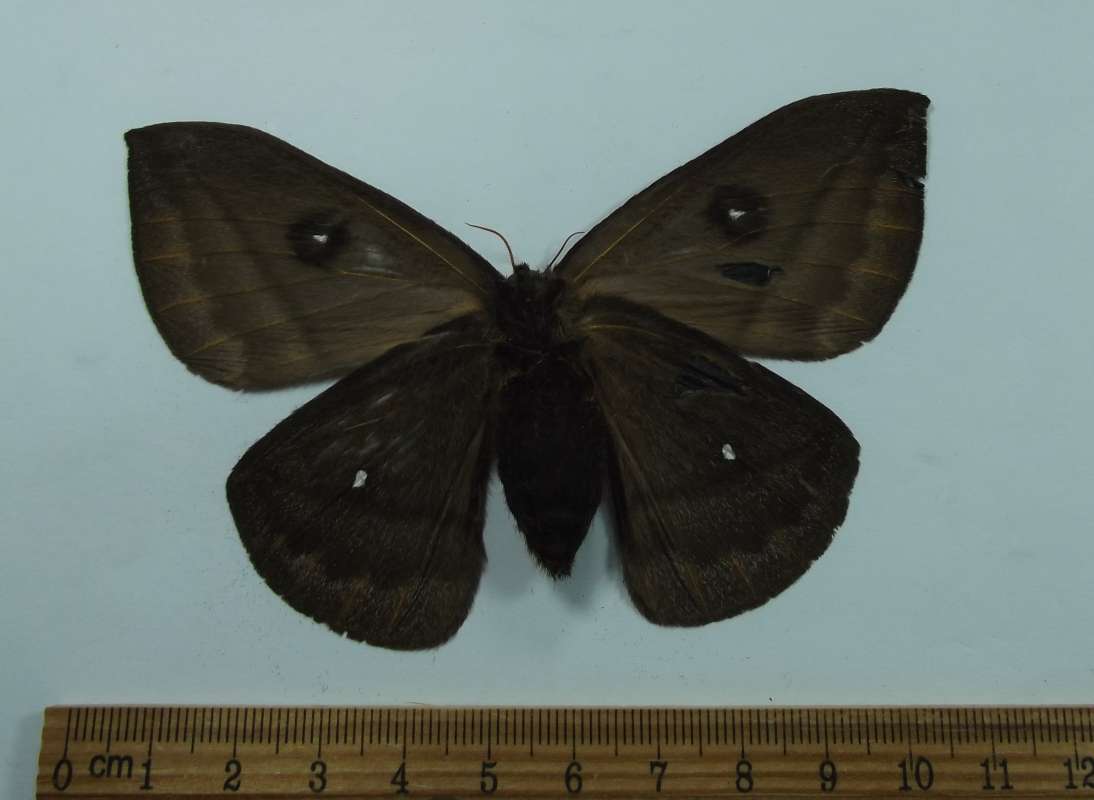 Female - Ventral<br>(Origin of the Specimen: Esmeraldes, Ecuador, August 2012)