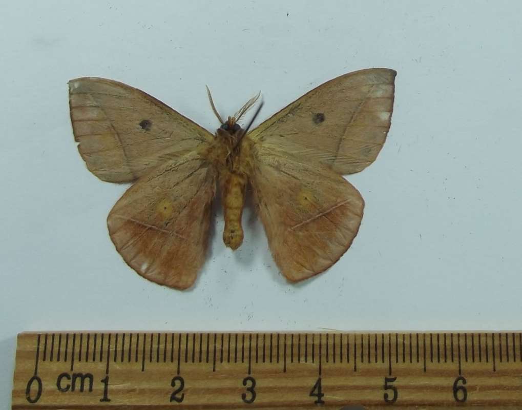 Male - Ventral View<br>(Origin of the Specimen: Bolivia, August 2012)