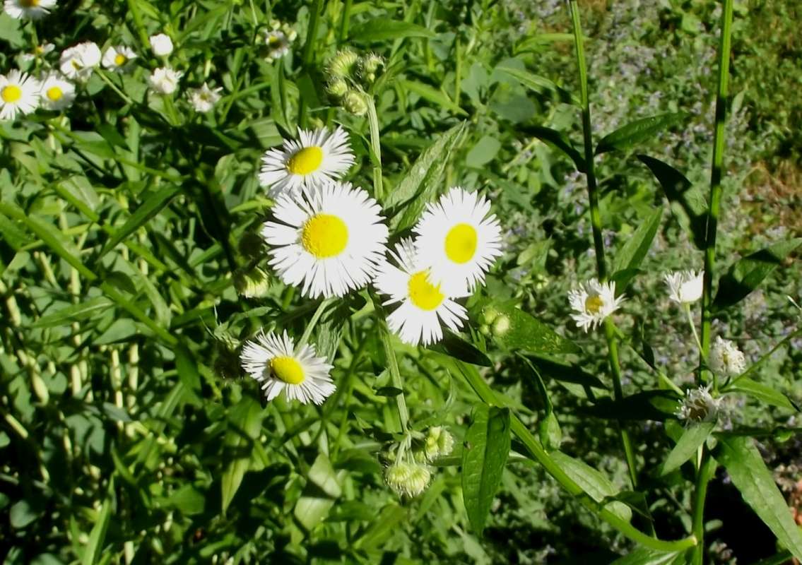 Flowers<br>(Location of Picture: MT, Mchenry, Il, USA, July 2016)
