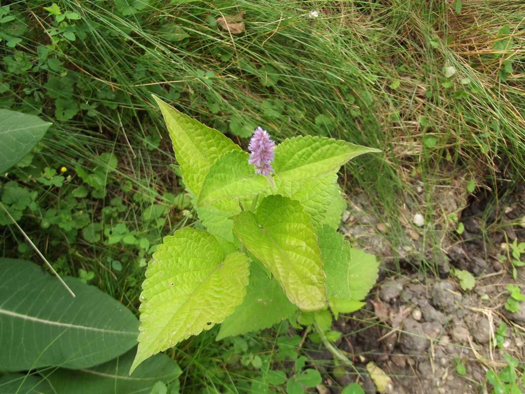 Top of Plant in Bloom<br>(Location of Picture: MT, McHenry, Illinois, 2016)