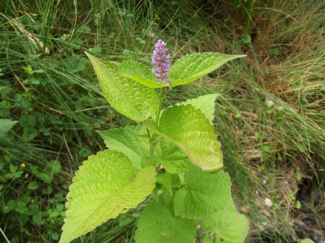 Silhouette<br>(Location of Picture: MT, McHenry, Illinois, 2016)