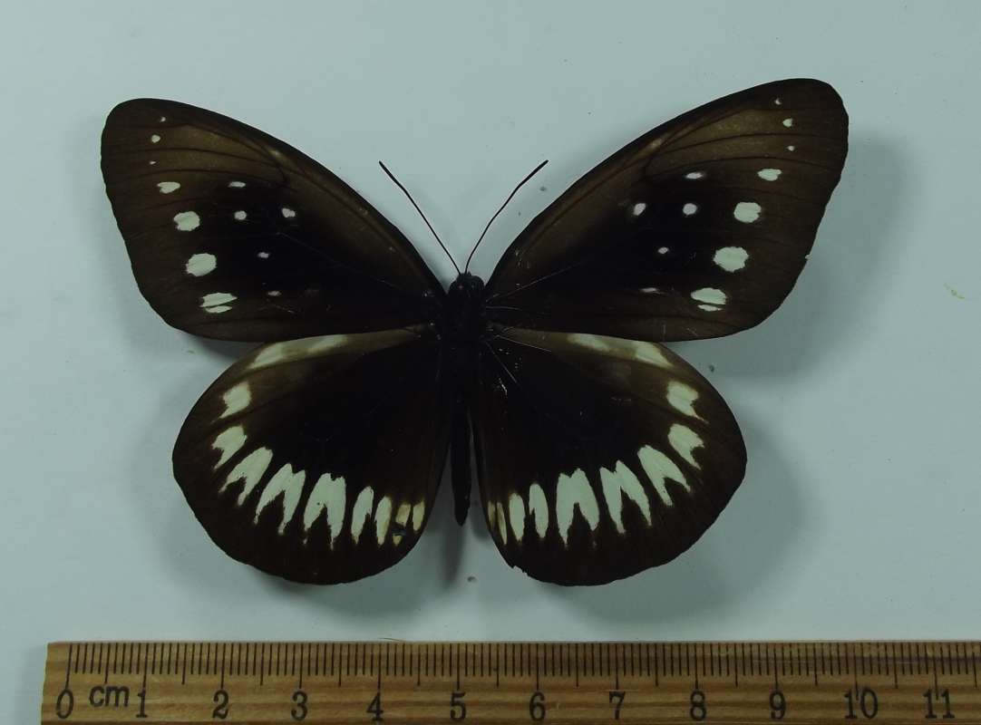 Female - Dorsal View<br>(Origin of the Specimen: MT. Halimon, W. Java, March 1999)