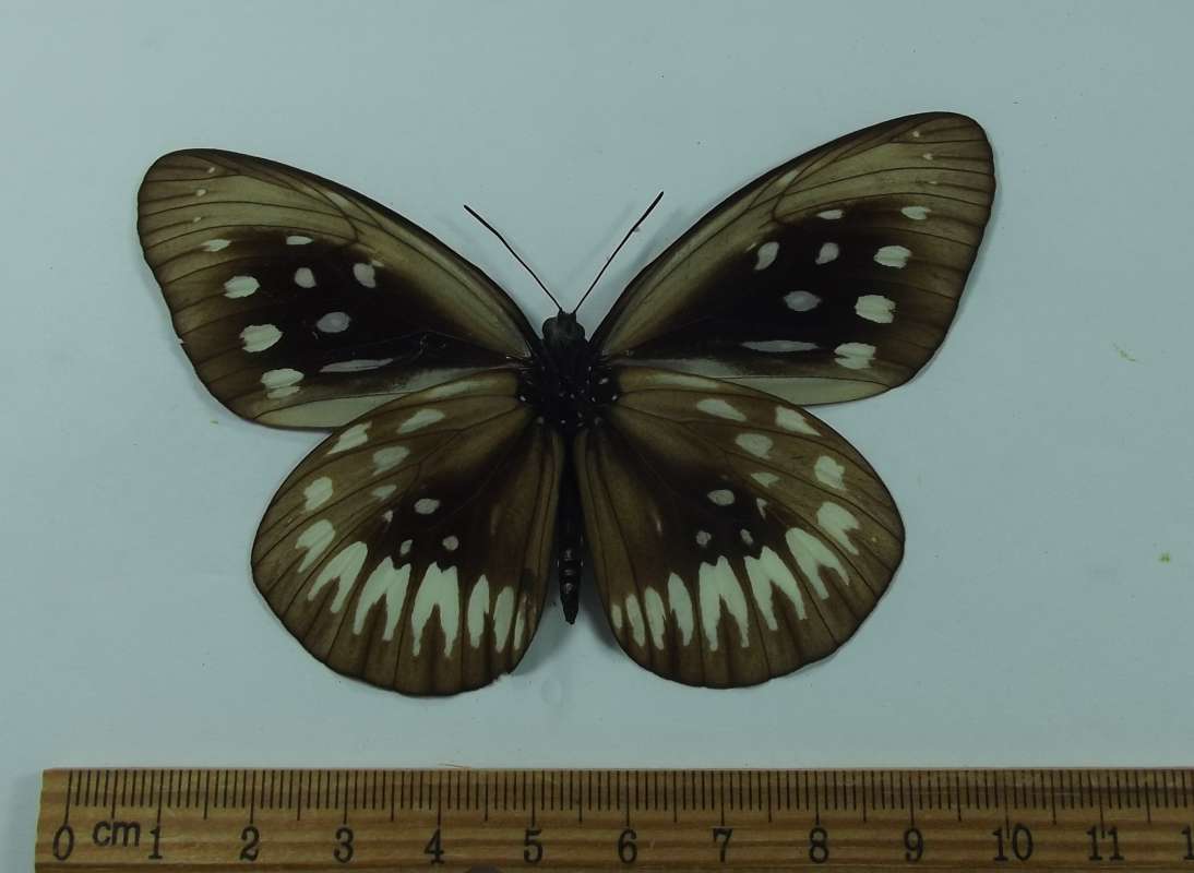 Female - Ventral View<br>(Origin of the Specimen: MT. Halimon, W. Java, March 1999)