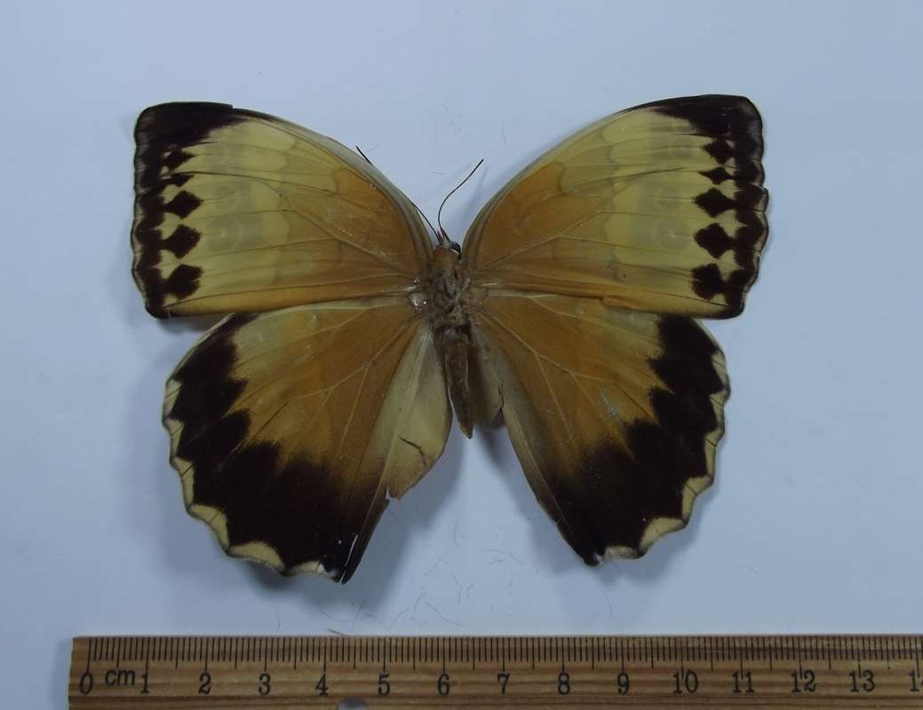 Female - Dosal View<br>(Origin of the Specimen: Mt. Omeishan, Szechwan, May 1982)