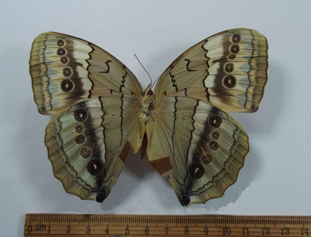 Female - Ventral View<br>(Origin of the Specimen: Mt. Omeishan, Szechwan, May 1982)