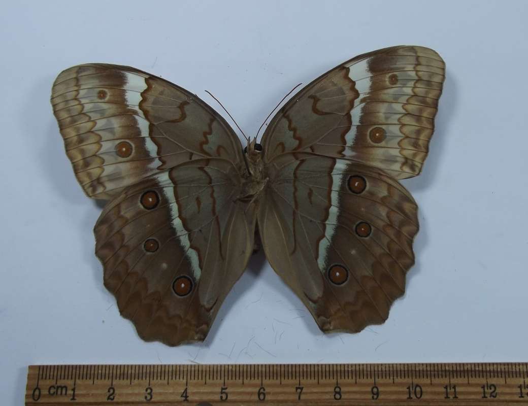 Female - Ventral View<br>(Origin of the Specimen: Chantaburi, Thailand, 1984)