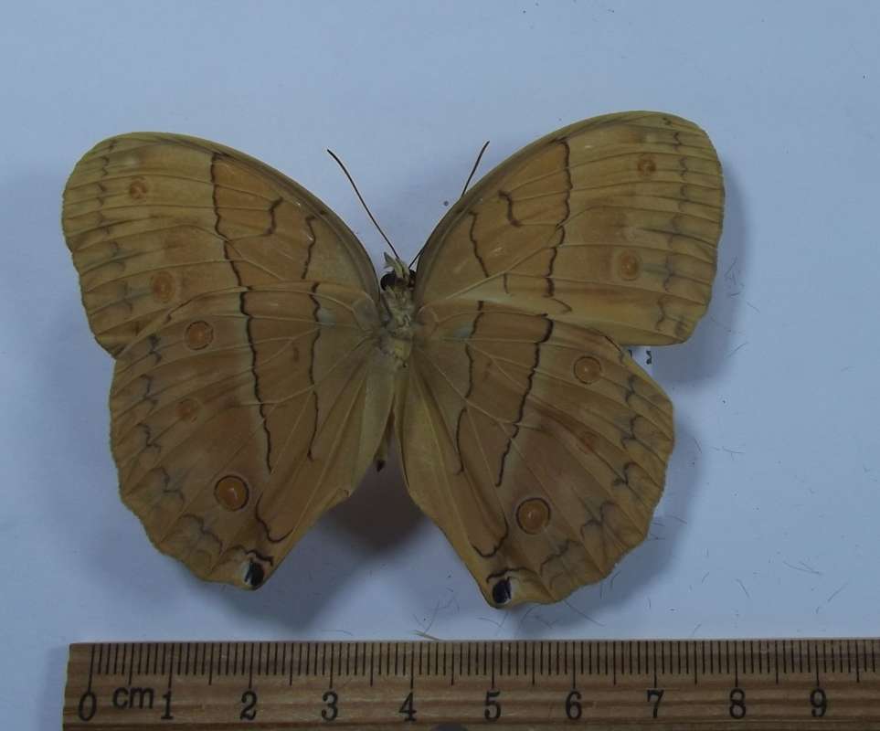 Male - Ventral View<br>(Origin of the Specimen: Szechwan, China 1982)