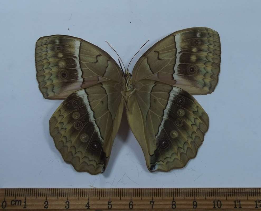 Female - Ventral View<br>(Origin of the Specimen: Mt. Quing Chen, Szechwan, July 1982)