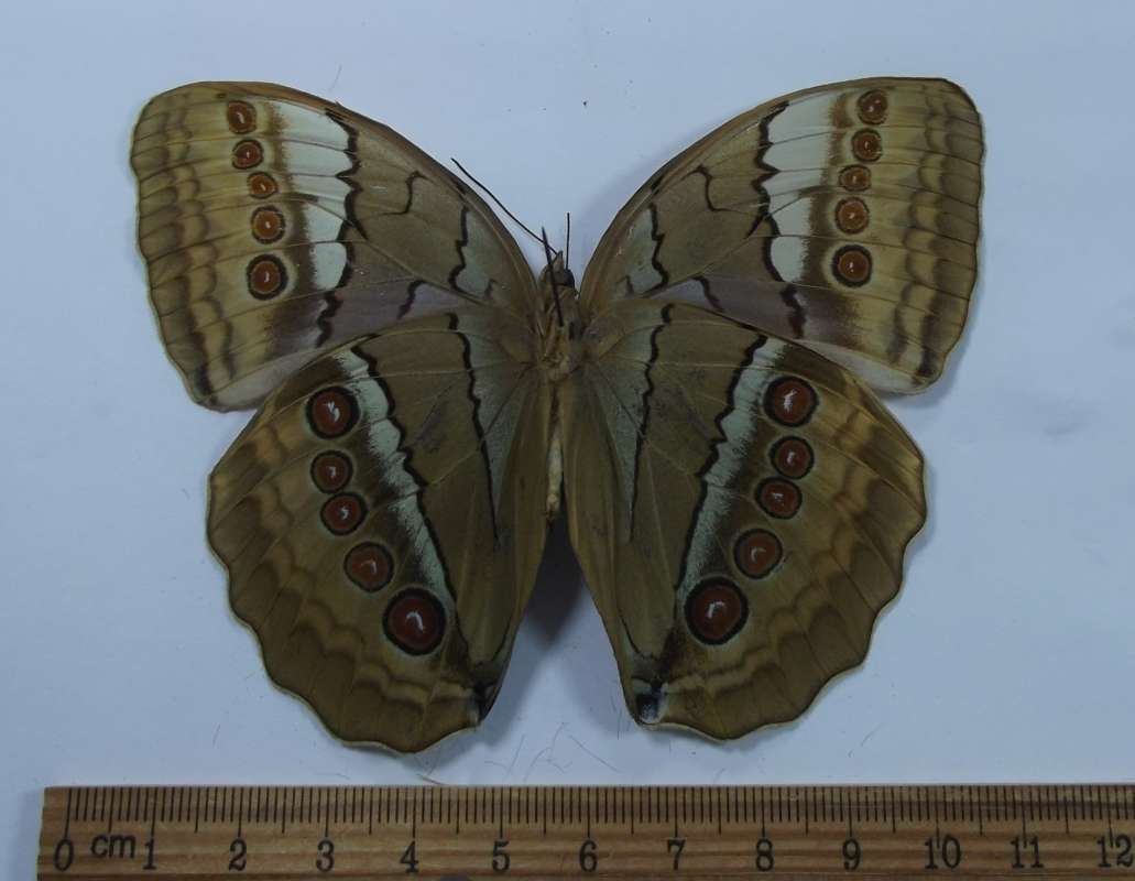 Male - Ventral View<br>(Origin of the Specimen: Assam, July 1989)