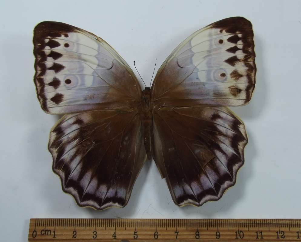 Female - Dorsal View<br>(Origin of the Specimen: Tista Valley, India, 1927)