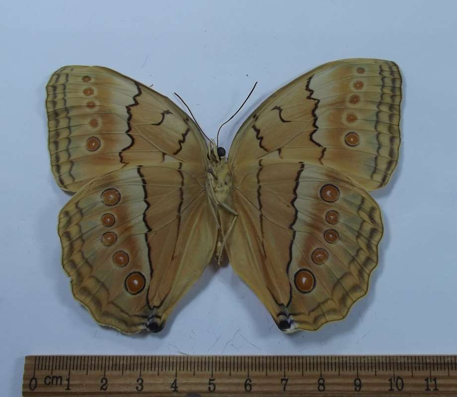 Male - Ventral View<br>(Origin of the Specimen: Formosa 1967 (Taiwan))