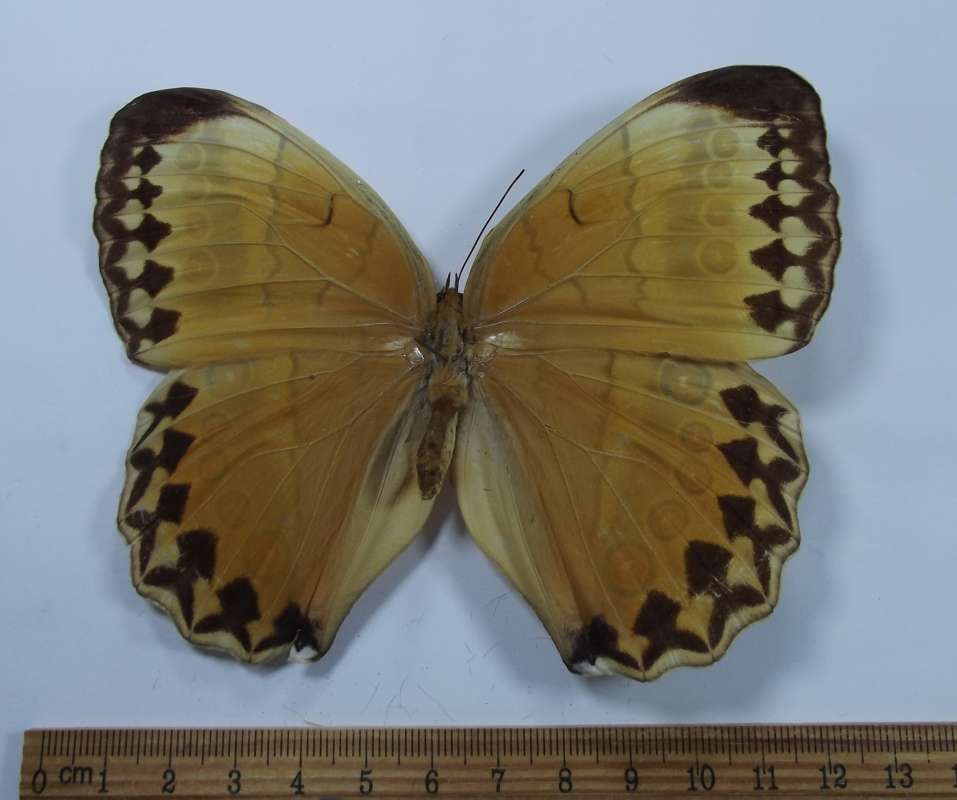 Female - Dorsal View<br>(Origin of the Specimen: Formosa 1967 (Taiwan))