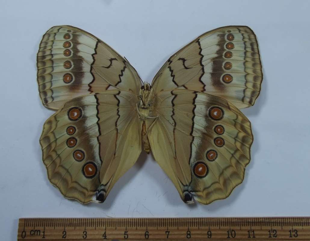 Female - Ventral View<br>(Origin of the Specimen: Formosa 1967 (Taiwan))