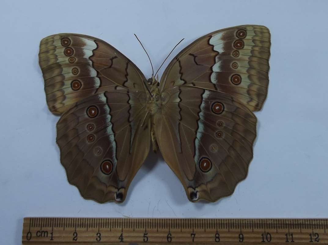 Male - Ventral<br>(Origin of the Specimen: Chantaburi, Thailand, April 1984)