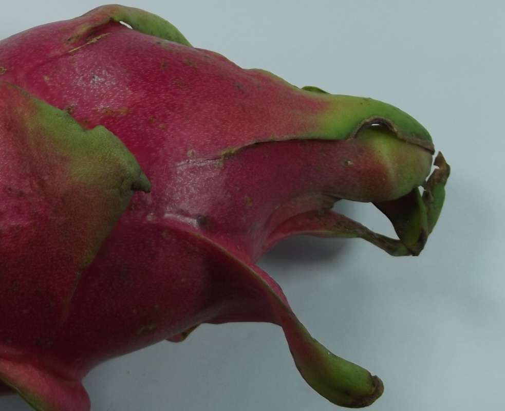 Fruit - Close view<br>(Origin of the Specimen: Grocery Trade, 2016)