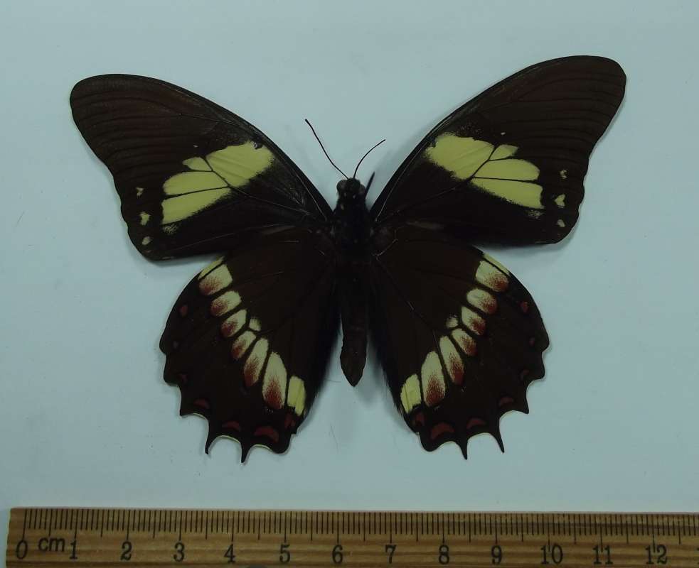 Male - Ventral View<br>(Origin of the Specimen: Made De Dios, Peru, Aug 1988)