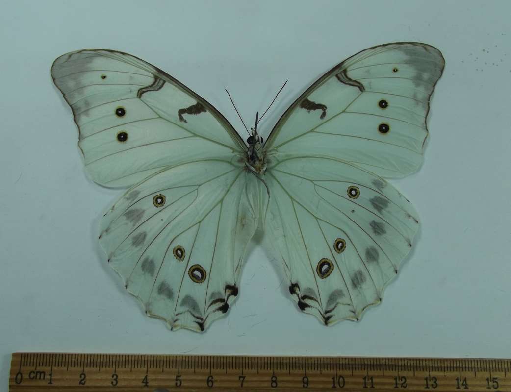 Male - Ventral View<br>(Origin of the Specimen: Mexico)