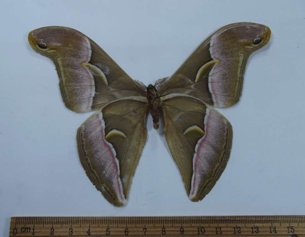 Male - Ventral View<br>(Origin of the Specimen: West Timor, May 2002)