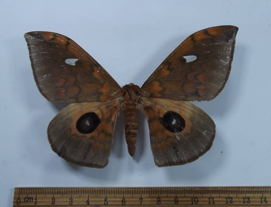Fmeale - Dorsal View<br>(Origin of the Specimen: Cameroon)