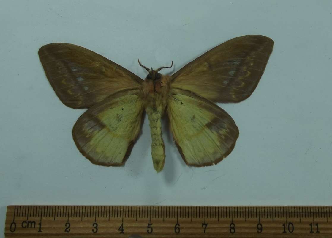 Male - Ventral View<br>(Origin of the Specimen: Bolivia, May 1998)