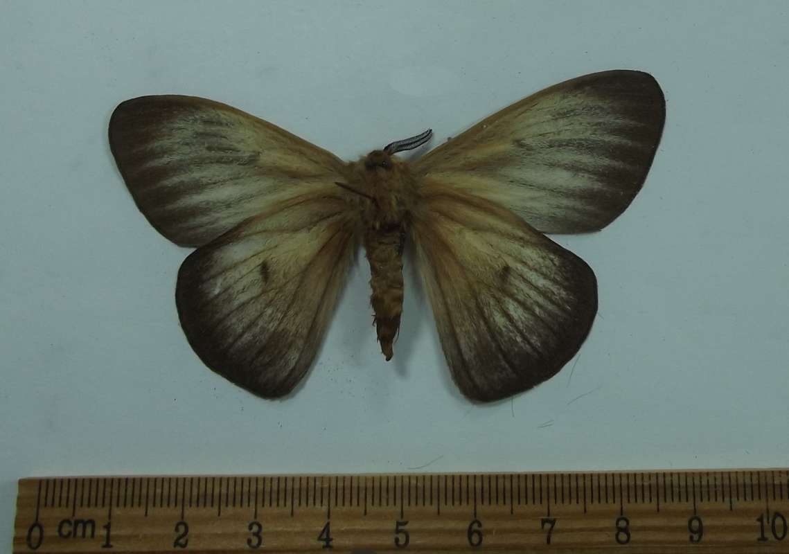 Male - Ventral View<br>(Origin of the Specimen: Bolivia, August 2009)